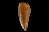 Serrated, Raptor Tooth - Real Dinosaur Tooth #149066-1